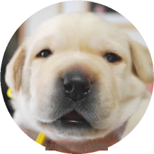 イエロー(Mariy男の子)